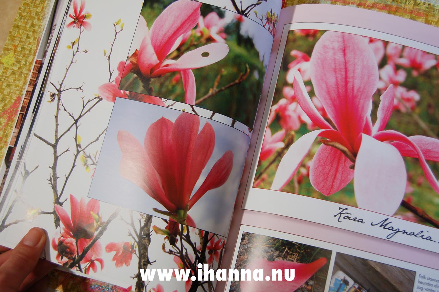Pink photos inside my book Minnesbilder 2008 - a year of photos printed by Blurb and made by Hanna Andersson (Copyright Hanna Andersson)