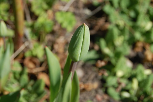 Hesitant and green tulip bud waiting to bloom in the garden (Photo copyright Hanna Andersson)