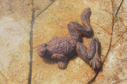 Frog taking a bath in the bird bath in the garden (Photo copyright Hanna Andersson)
