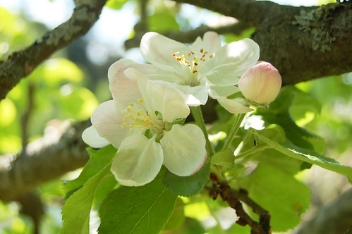Apples to be in the garden (Photo copyright Hanna Andersson)