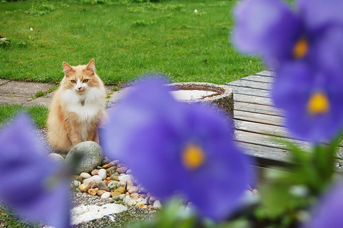 Garden ruler Smilla the cat (Photo copyright Hanna Andersson)