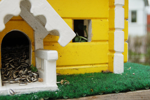 Growing bird food (Photo copyright Hanna Andersson)