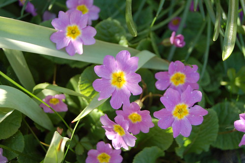 Little purple flowers in my parents garden 2010 (Photo copyright Hanna Andersson)