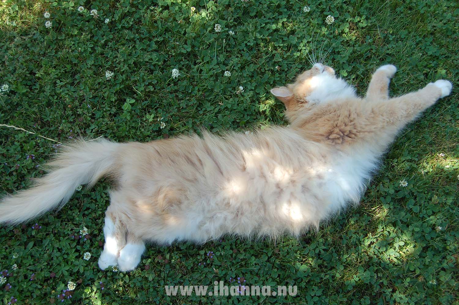 Stretching Cat by iHanna (Photo copyright Hanna Andersson)