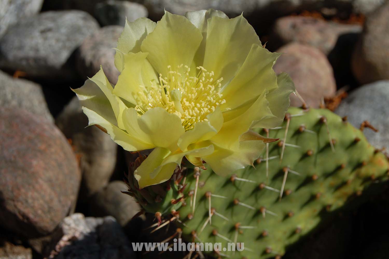Cactus in bloom by iHanna (Copyright Hanna Andersson)