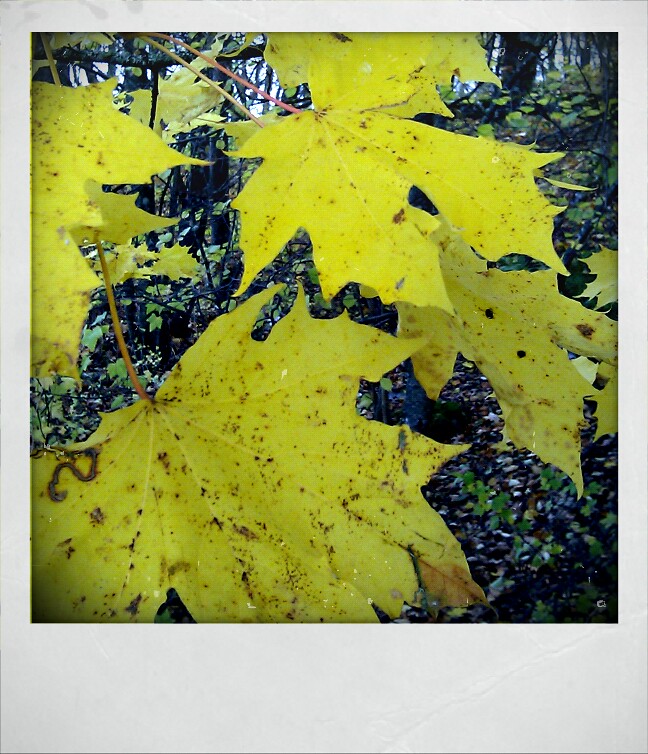 yellow big leaf phone photo by iHanna