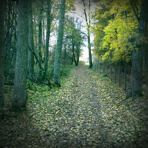 the road is so beautiful