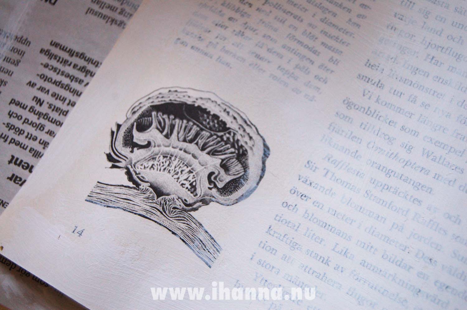 Flower brain - when you want to keep the illustration do not cover it up