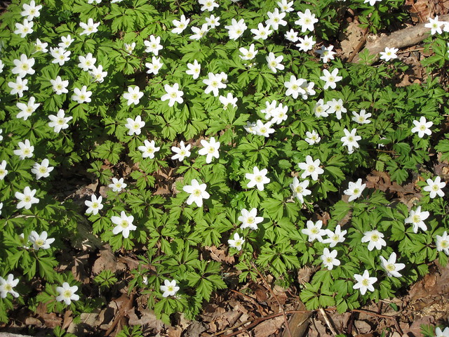 White anemons vitsippa in spring 2012 Flower power (Photo copyright H. Andersson) 
