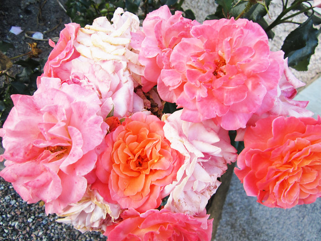 One rose - many colours (Photo copyright H. Andersson)