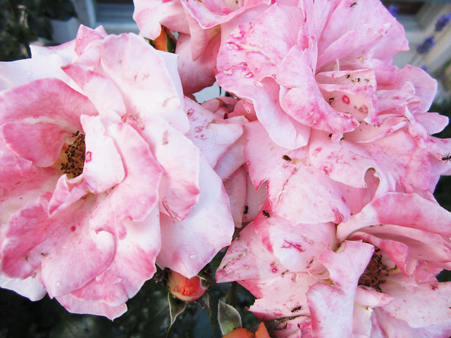 After Summer Rose in Pink (Photo copyright H. Andersson)