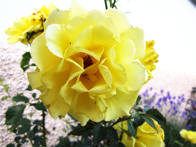 After summer rose in Yellows photographed by iHanna (Photo copyright H. Andersson)