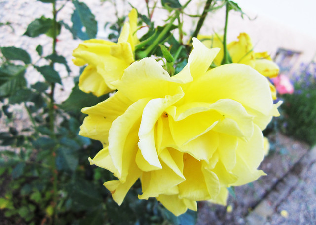 Yellow one After summer rose photographed by iHanna (Photo copyright H. Andersson)