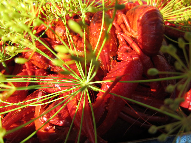 Kinesiska kräftor och en dillkrona på kräftskiva / crayfish in Sweden (Photo copyright H. Andersson) 2012