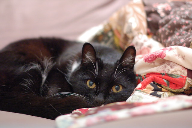 Chepe the black cat 2013 (Photo copyright Hanna Andersson)