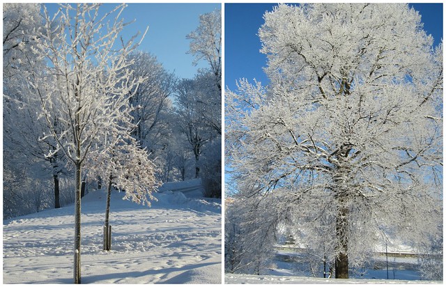 White trees against a blue sky in winter wonderland Sweden, photo by Studio iHanna (Photo copyright Hanna Andersson)