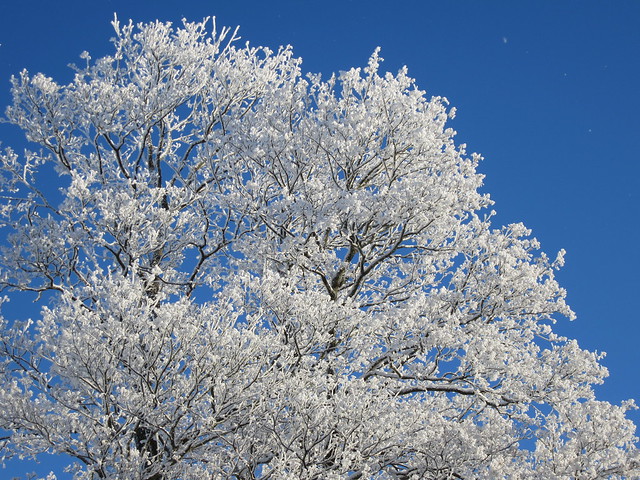 Blue sky and frosty tree Photographing a magic day of sunshine and snow in winter wonderland Sweden, photo by iHanna (Photo copyright Hanna Andersson)