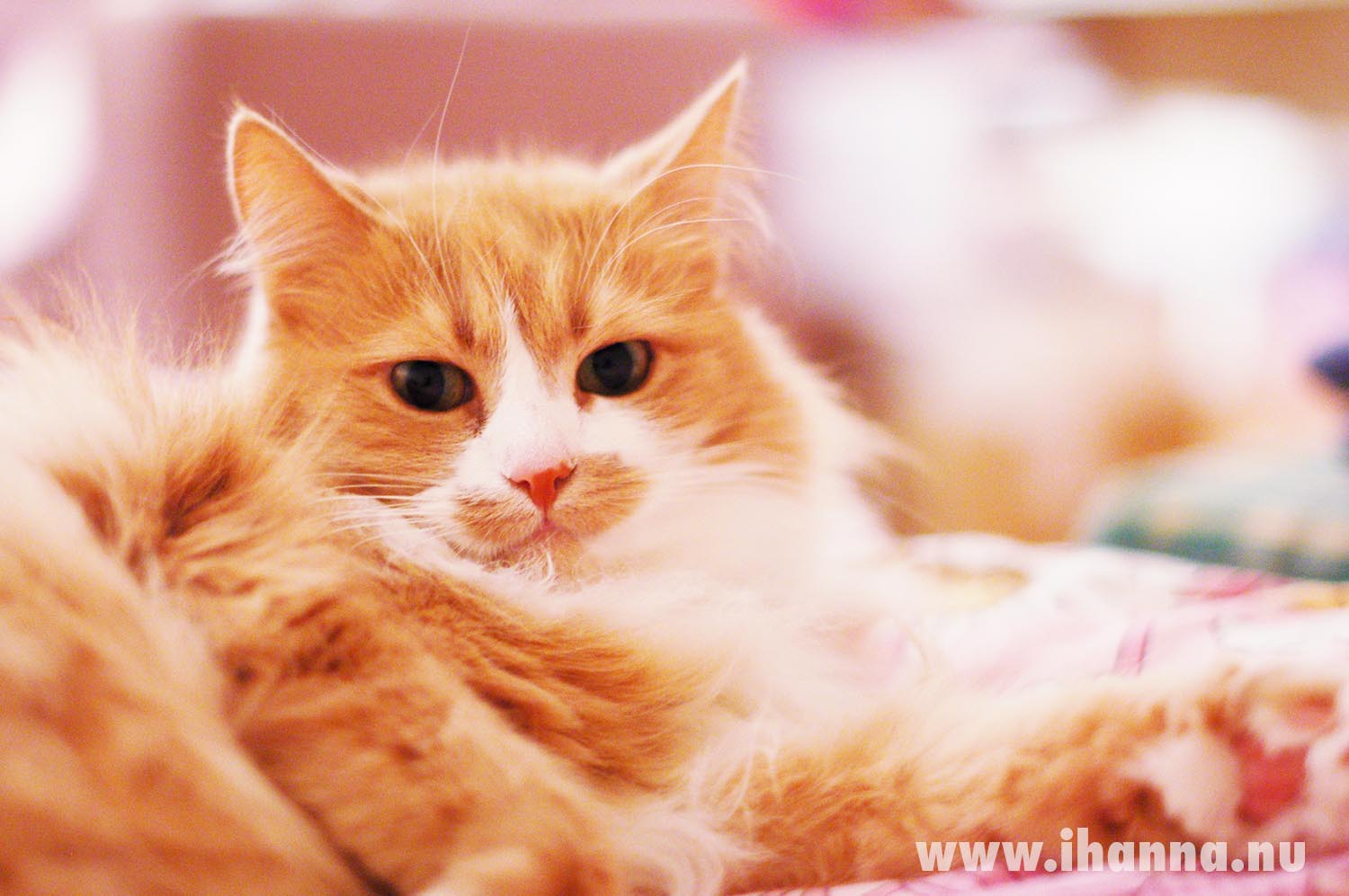 My sweet heart Smilla the cat (Photo copyright Hanna Andersson)
