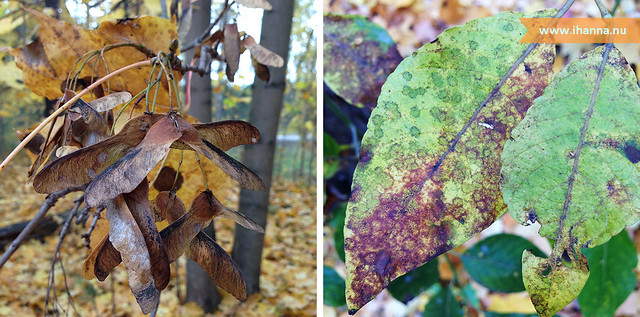 Tree decorations 2013 (Photo copyright Hanna Andersson)