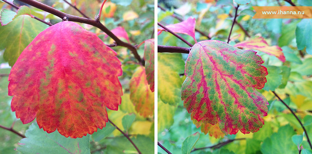 Leafs in autumn snapped with cellphone (Photo copyright Hanna Andersson)