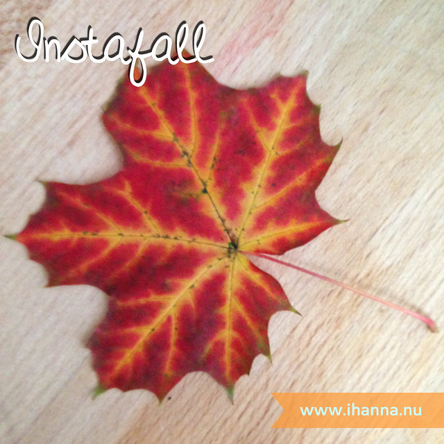 Instafall as in documenting fall in square cellphone photos with iHanna  (Photo copyright Hanna Andersson)