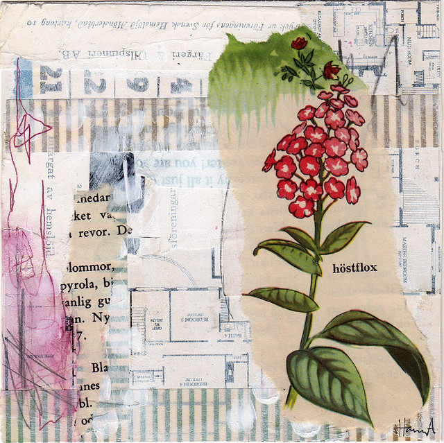 Collage: Phlox paniculata by iHanna (Copyright Hanna Andersson) 2013