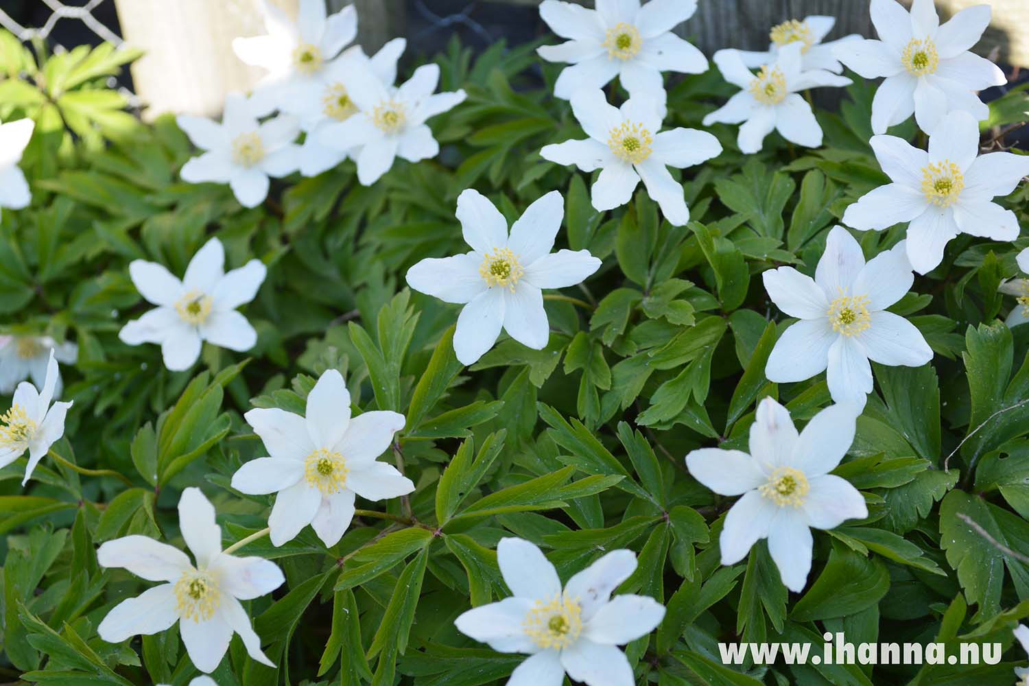 Vitsippor våren 2014 / wood anemone (Photo copyright H. Andersson)