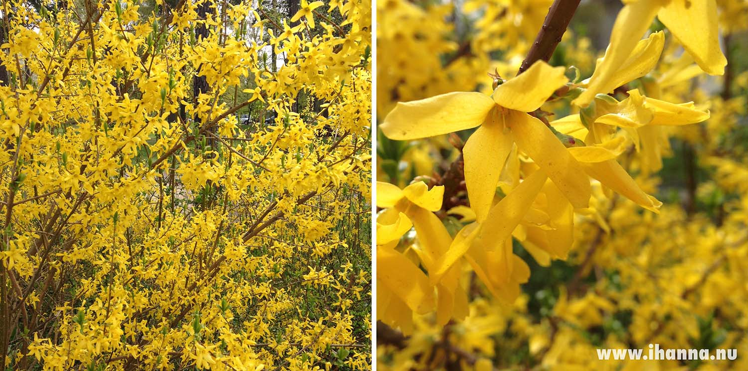 Forsythia in bloom 2014 (Photo copyright H. Andersson)
