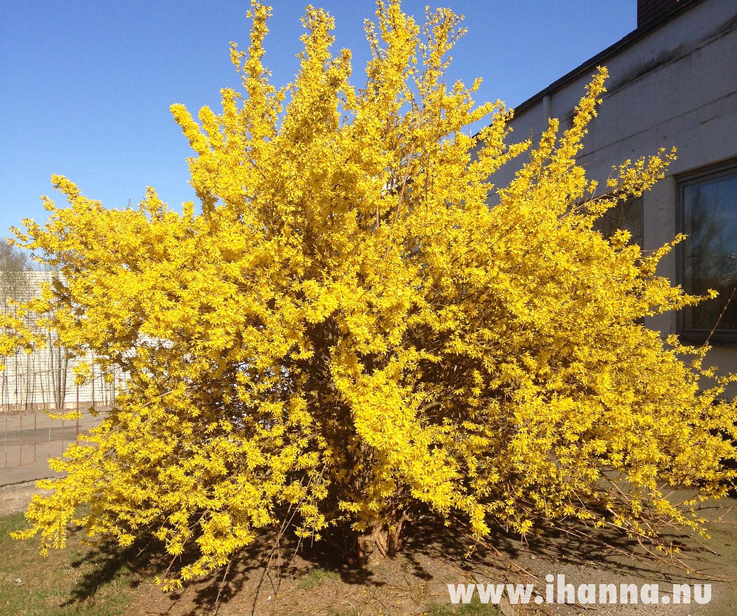 Yellow explosion of Spring Forsythia in bloom 2014 (Photo copyright H. Andersson)