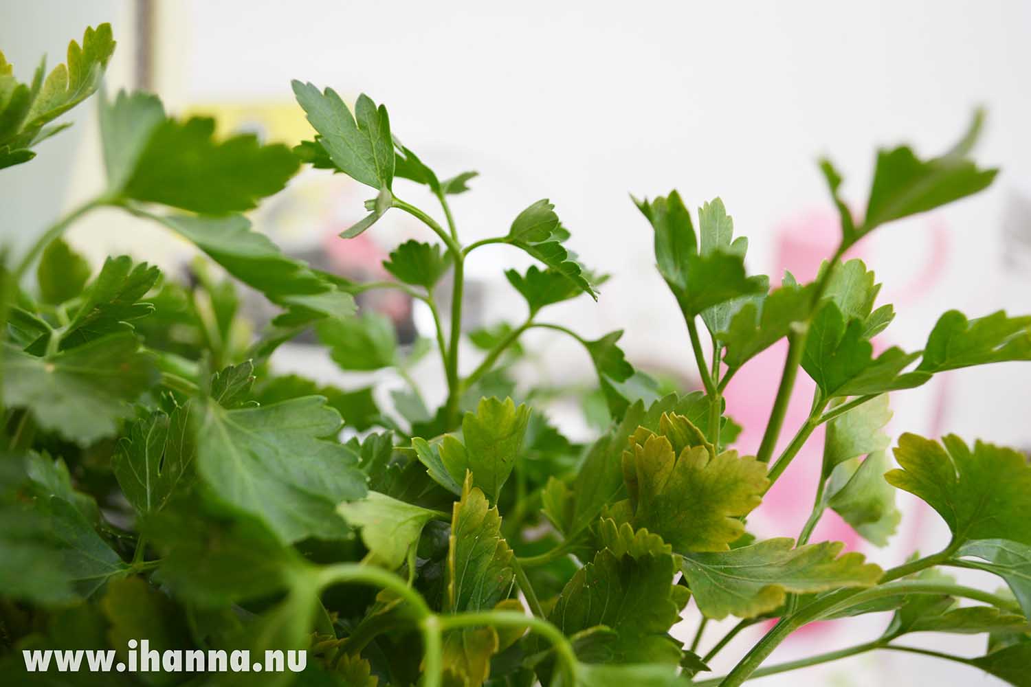 Parsley is my favorite (Photo copyright H. Andersson)