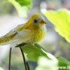 Dear Photo Diary | a Yellow bird in the window