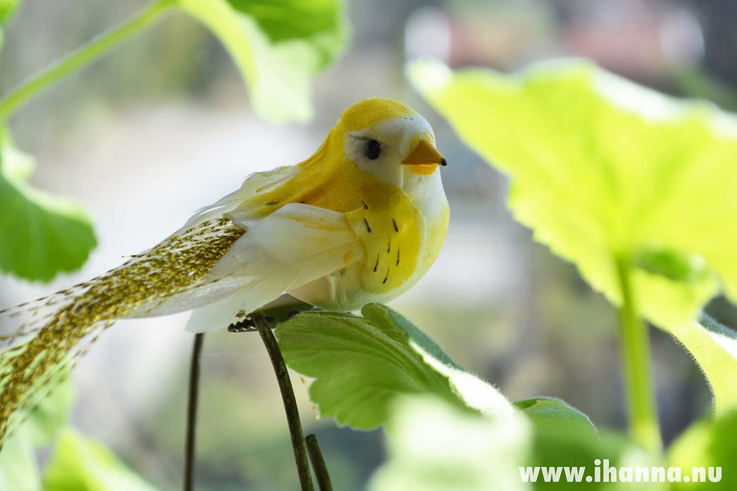 It's a yellow Tweety Bird in the plants by iHanna (Photo copyright Hanna Andersson)