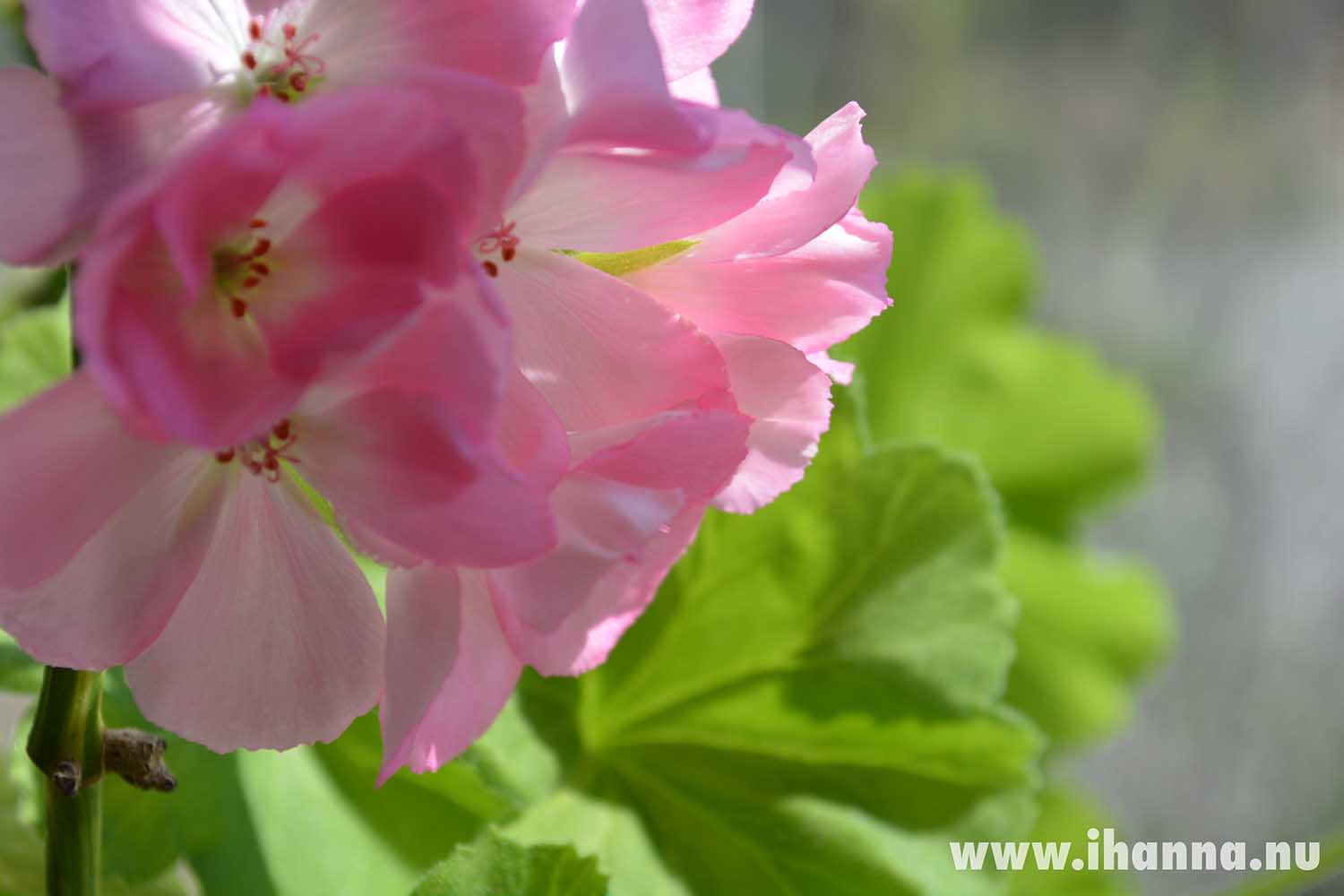 My pink Geranium by iHanna (Photo copyright Hanna Andersson)