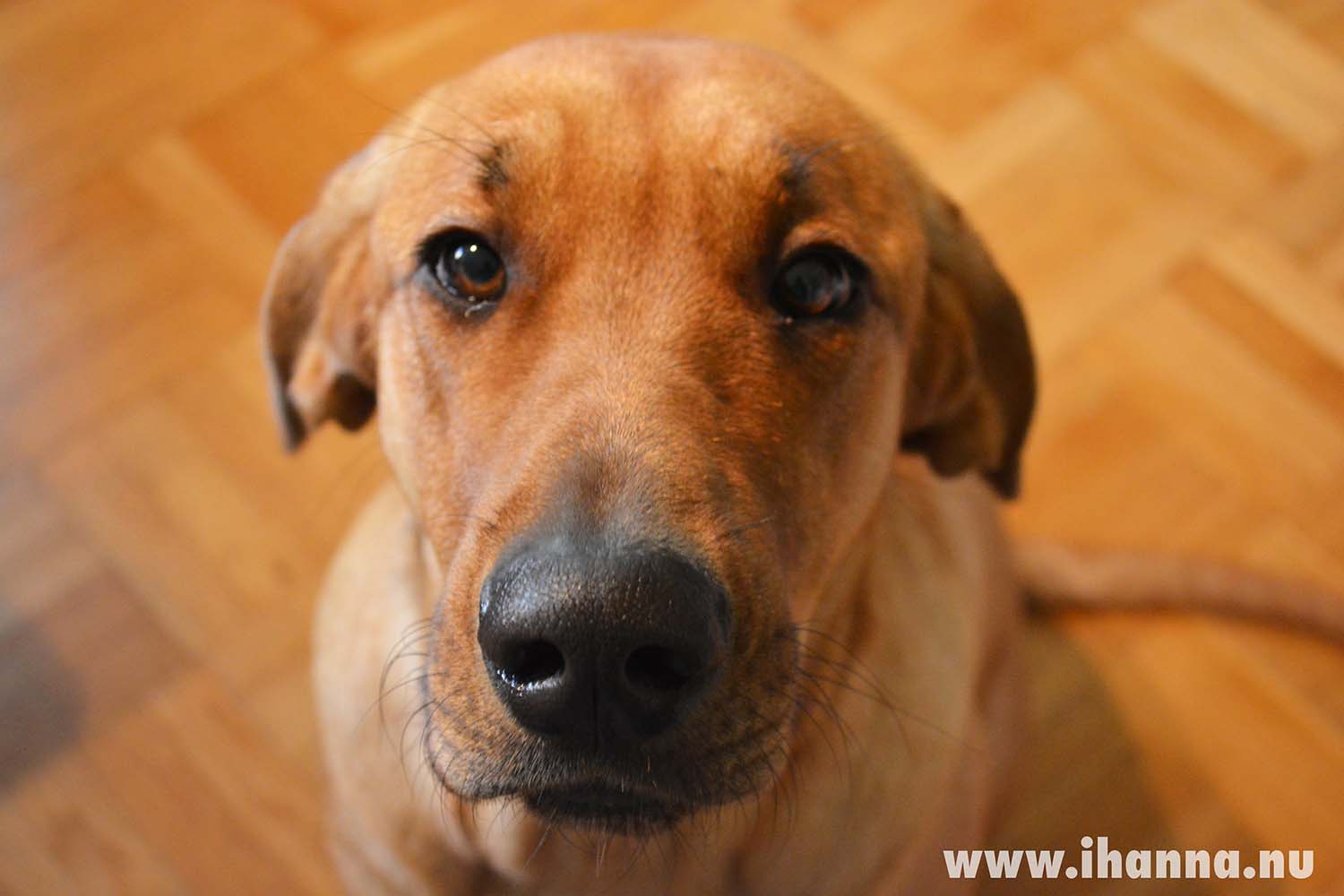 Giza - Broholmer puppy by iHanna (Photo copyright Hanna Andersson)