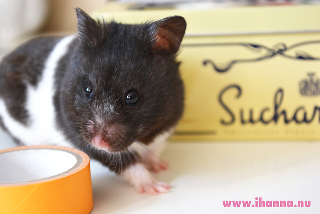 Sweet as sugar Santie the hamster, photo by iHanna, 2014 (Copyright H. Andersson)