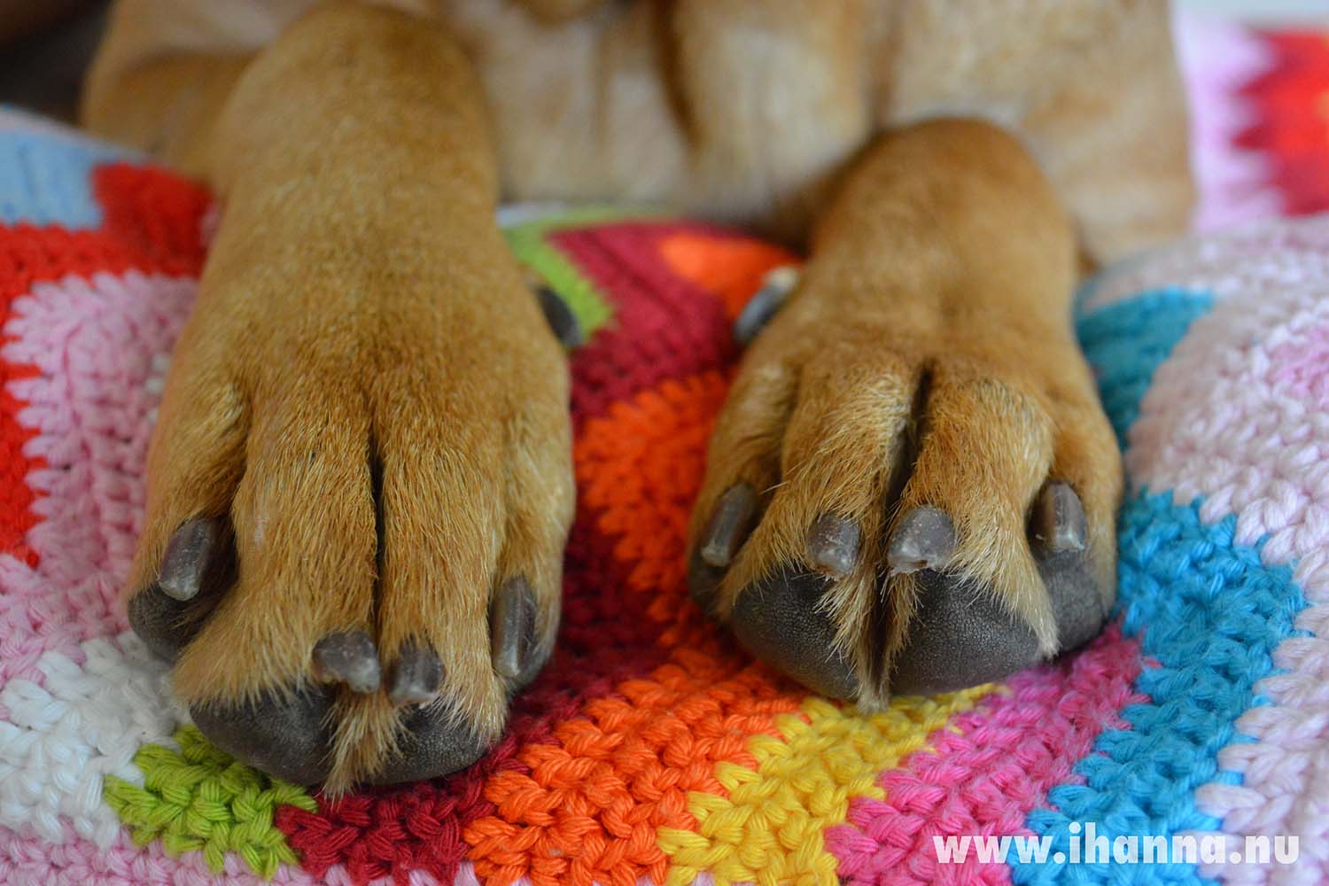 Pair of paws (Photo copyright Hanna Andersson)