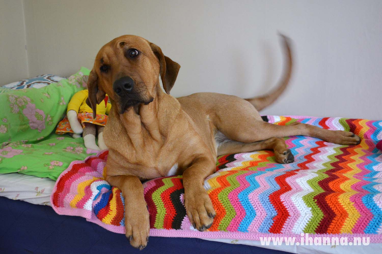 Giza on my bed (Photo copyright Hanna Andersson)