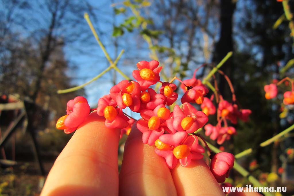 Autumn flowers / berries photo by iHanna of www.ihanna.nu (Photo copyright Hanna Andersson)