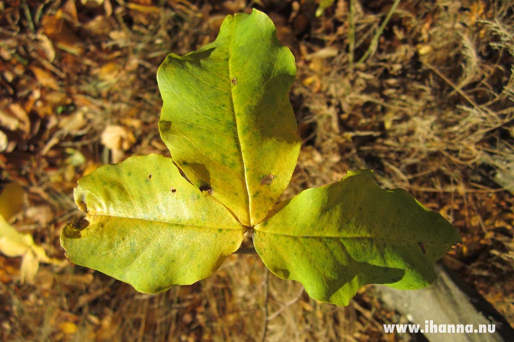 Shifting from green photo by iHanna (Photo copyright Hanna Andersson)
