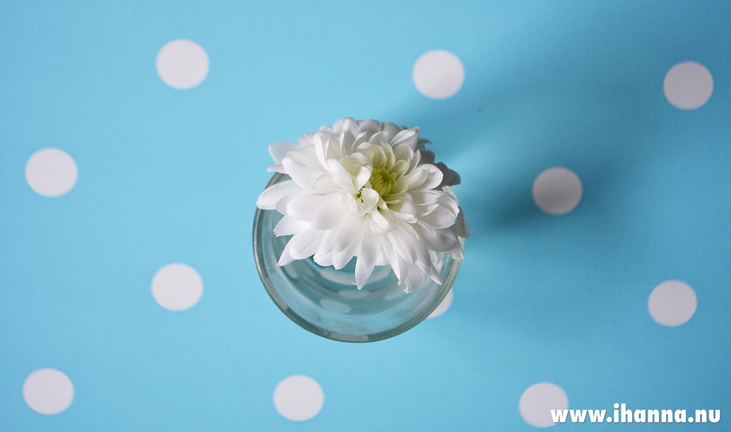 White flower on the baby blue polka dot desk (Photo copyright H. Andersson)
