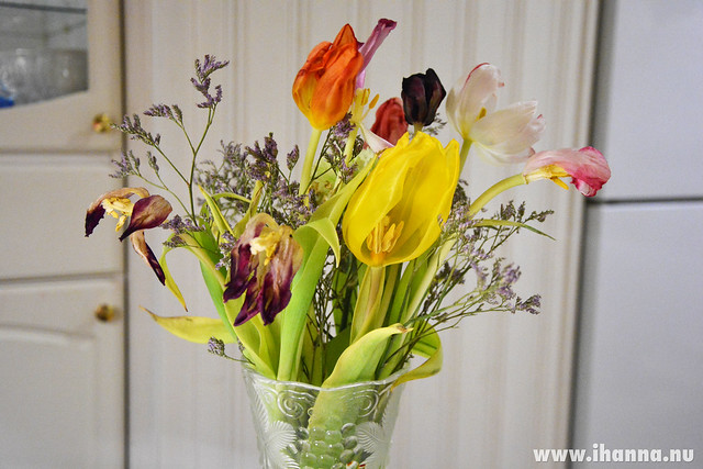 Wittered tulips on display by iHanna (Photo copyright H. Andersson)