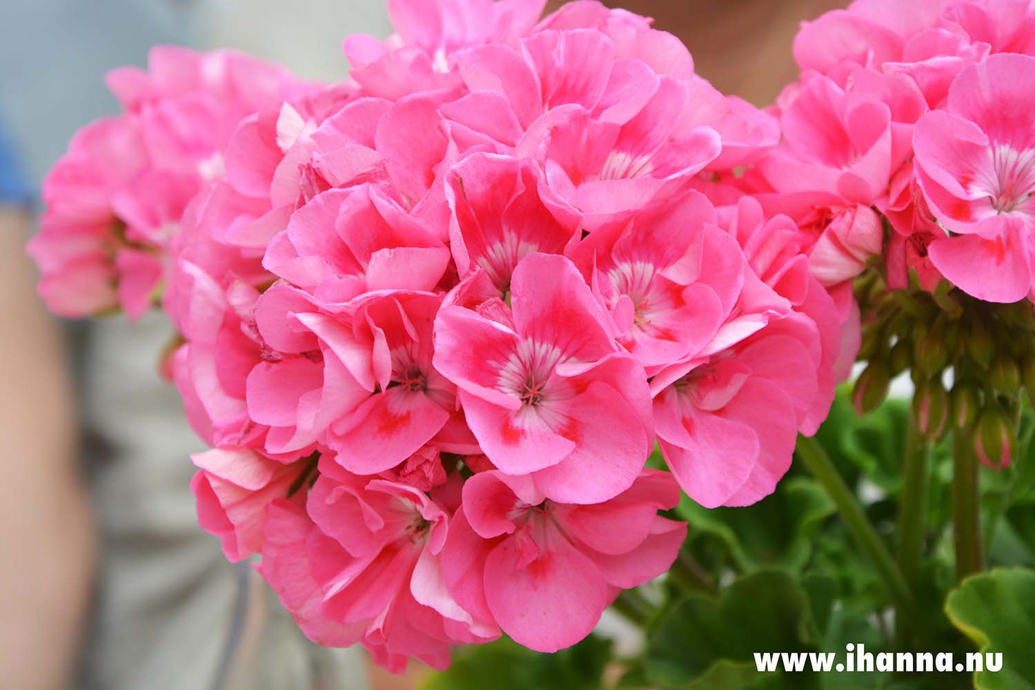 Rosa pelargon / Pink Geranium - Photo (Photo copyright: Hanna Andersson, Sweden)