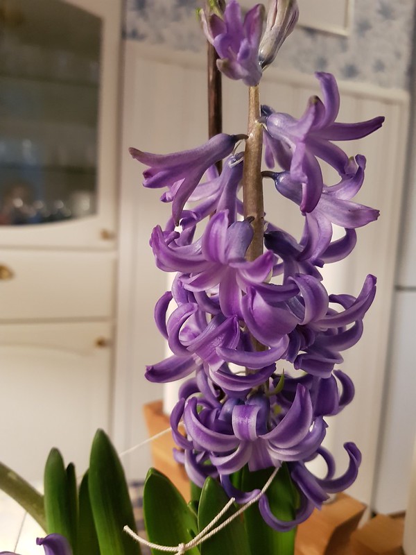 Vlogmas and a purple Hyacinth at my parents house -  Photo by Hanna Andersson, aka blogger iHanna  Christmas tradition  (Photo copyright H. Andersson) 