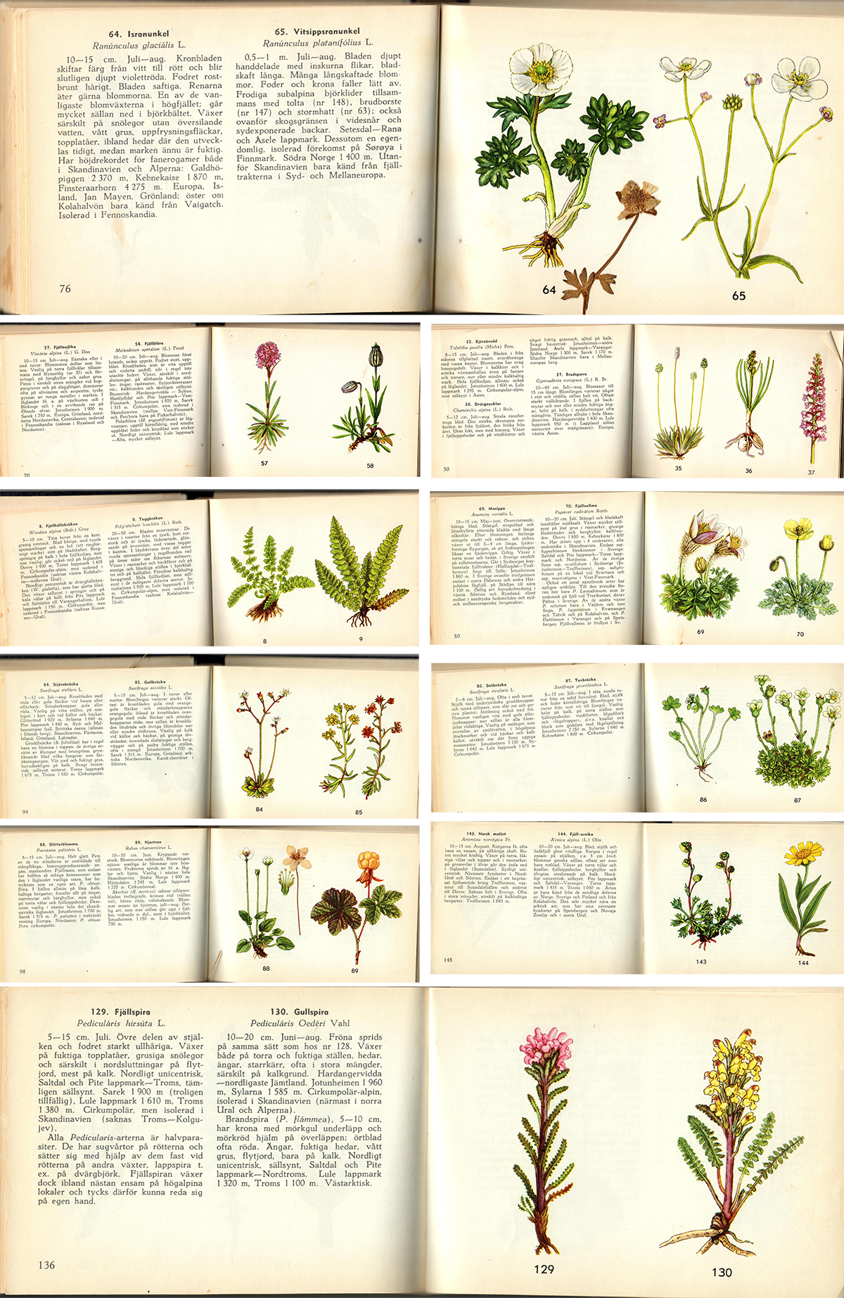 Swedish Alpine Flora (high res scanned images vintage illustrations to download and print)
