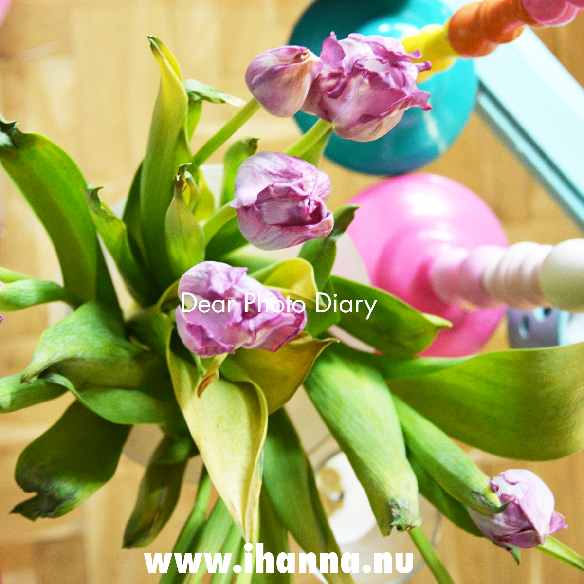 Withered tulips on our living room table Photography Hanna Andersson