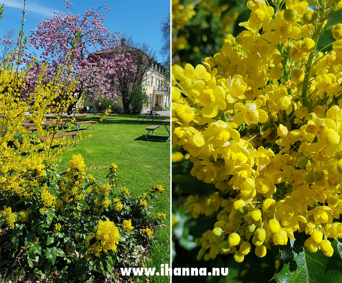 Swedish spring is beautiful. Photo by Hanna Andersson, 2021 www.ihanna.nu #sweden