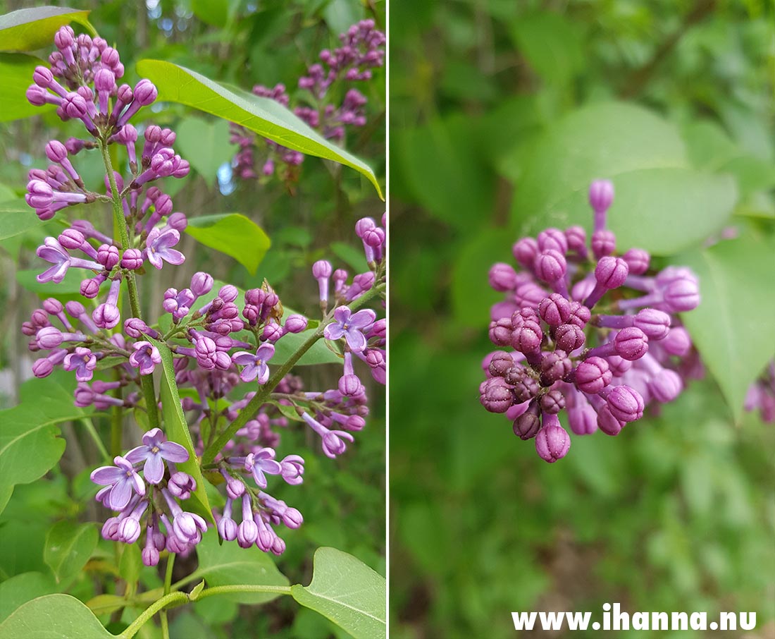 Lilacs. Swedish spring is beautiful. Photo by Hanna Andersson, 2021 www.ihanna.nu #sweden
