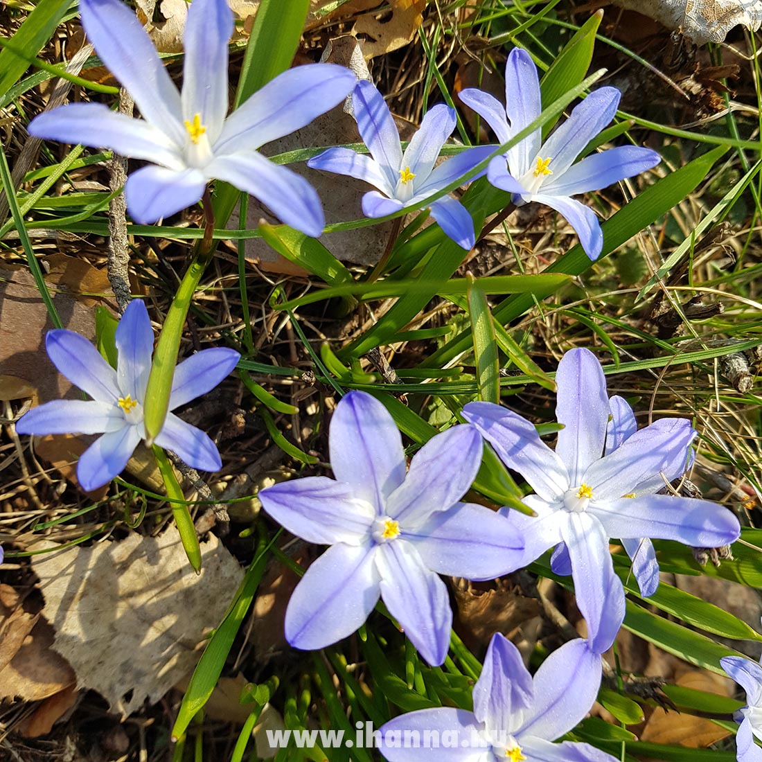 Swedish spring is beautiful. Photo by Hanna Andersson, 2021 www.ihanna.nu #sweden