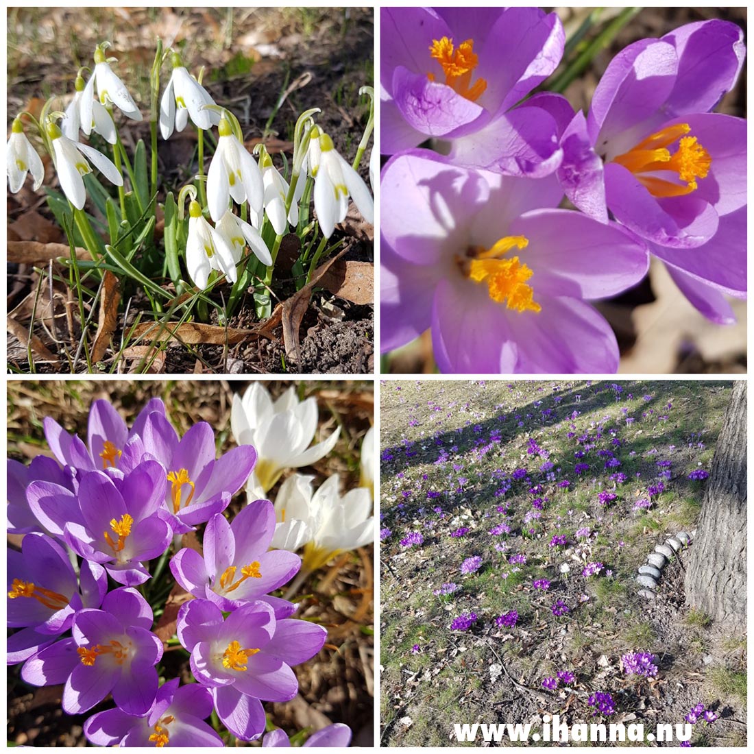 Swedish spring is beautiful. Photo by Hanna Andersson, 2021 www.ihanna.nu #sweden