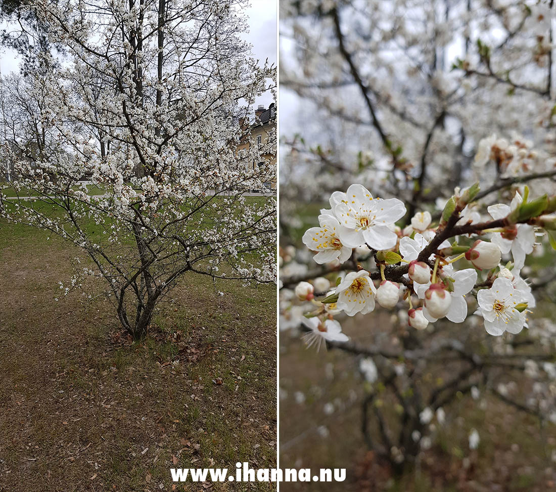 Swedish spring is beautiful. Photo by Hanna Andersson, 2021 www.ihanna.nu #sweden